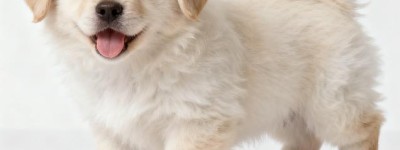 满目狼藉打一生肖代表什么，权威词语解答落实