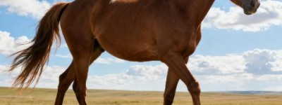 一丝一毫指是代表什么生肖，权威词语解答落实