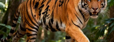 身倚丹桂望明月，二四思念六返回指一正确生肖是什么，词语揭晓释义