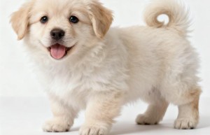 满目狼藉打一生肖代表什么，权威词语解答落实