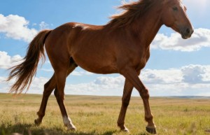 一丝一毫指是代表什么生肖，权威词语解答落实